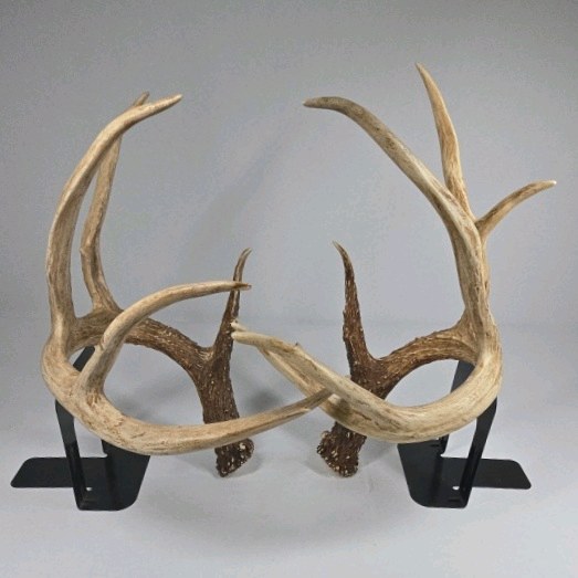 Whitetail Deer Antlers 12 Point Rack With Sticker Points Large Heavy Mass Wide Set - 148 3/4 + spread