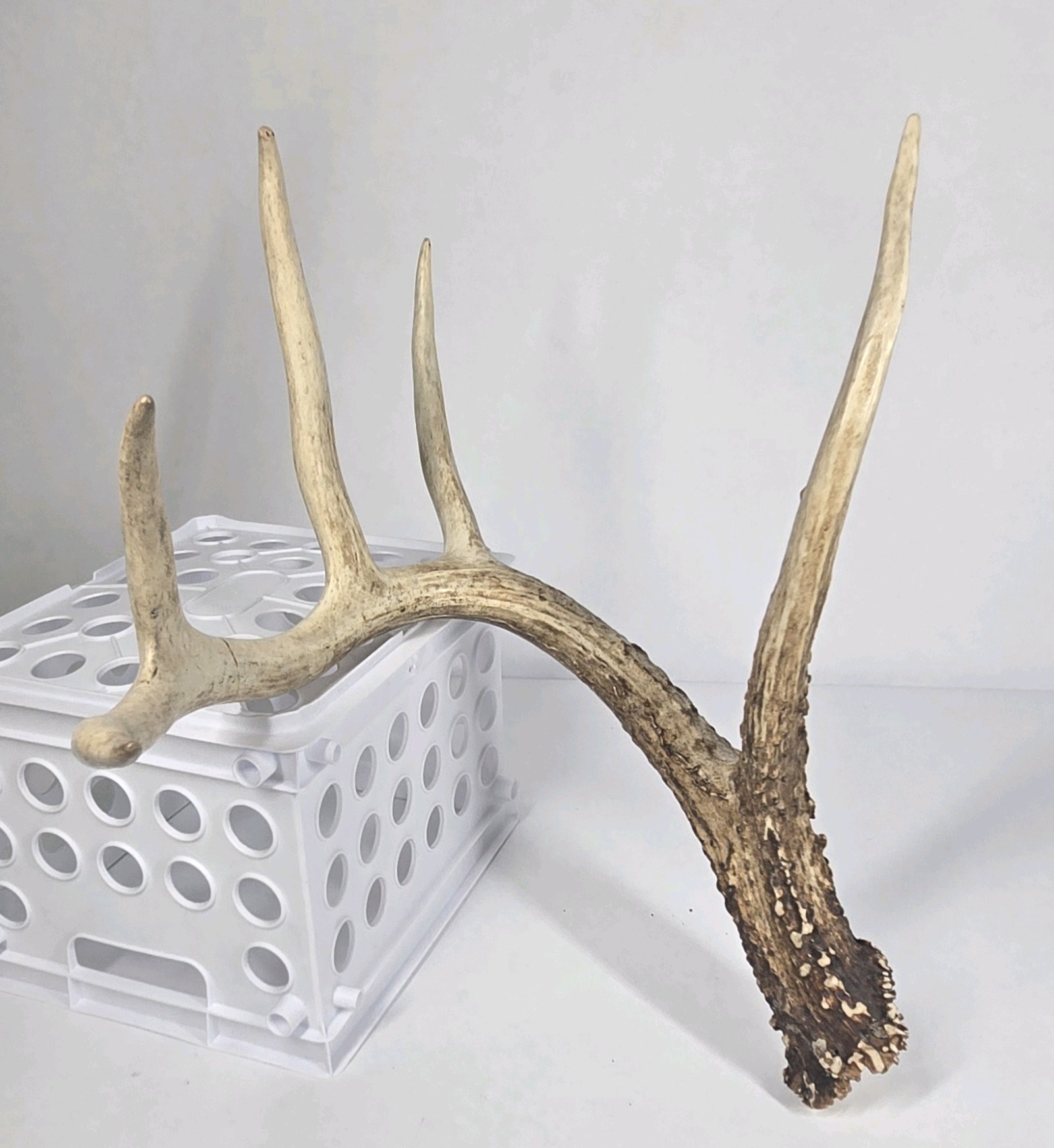 Whitetail Deer Antler 5 Point Side Long Beam Tall Brow Tine - Combined (without spread): 63 1/4