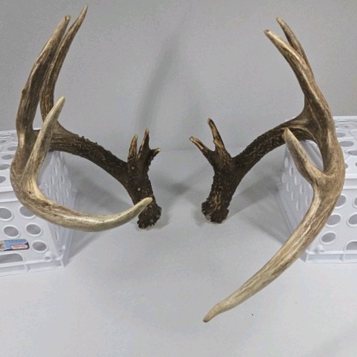 Whitetail Deer Antlers 12 Point Double Triple Crown Rack Heavy Mass Wide Set- approx 135 + Spread