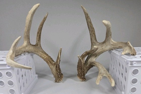 Whitetail Deer Antlers 9 Point Rack 7x5 Set Heavy Mass Long Tines Character Rack - Combined (without spread): 135