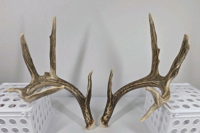 Whitetail Deer Antlers 10 Point Rack With Sticker Points Heavy Mass Wide Sweep - Combined (without spread): 125 1/2