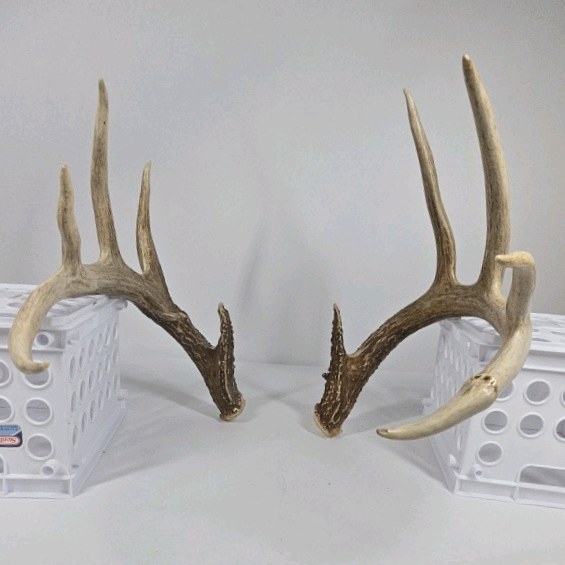 Whitetail Deer Antlers 10 Point Rack Heavy Mass Long Tines Character Pitted Bases - Combined (without spread): 122 1/4