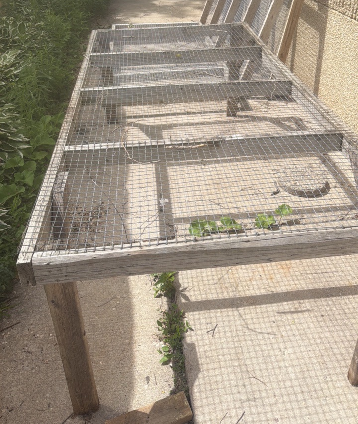 Rolling Wire Mesh Greenhouse Drying Racks (2)