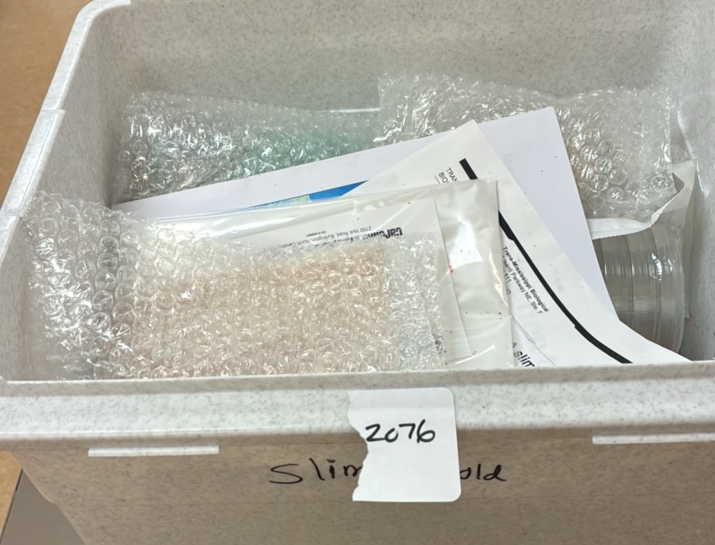 slime mold kit