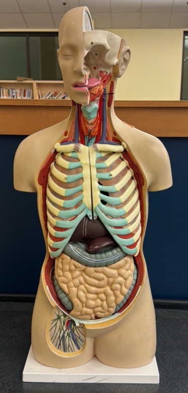 human anatomy torso model