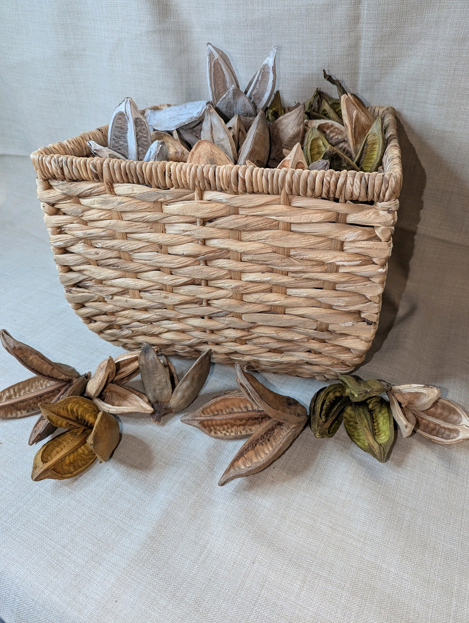 Big basket of Natural Sora Pods, natural dried Sororoca flowers